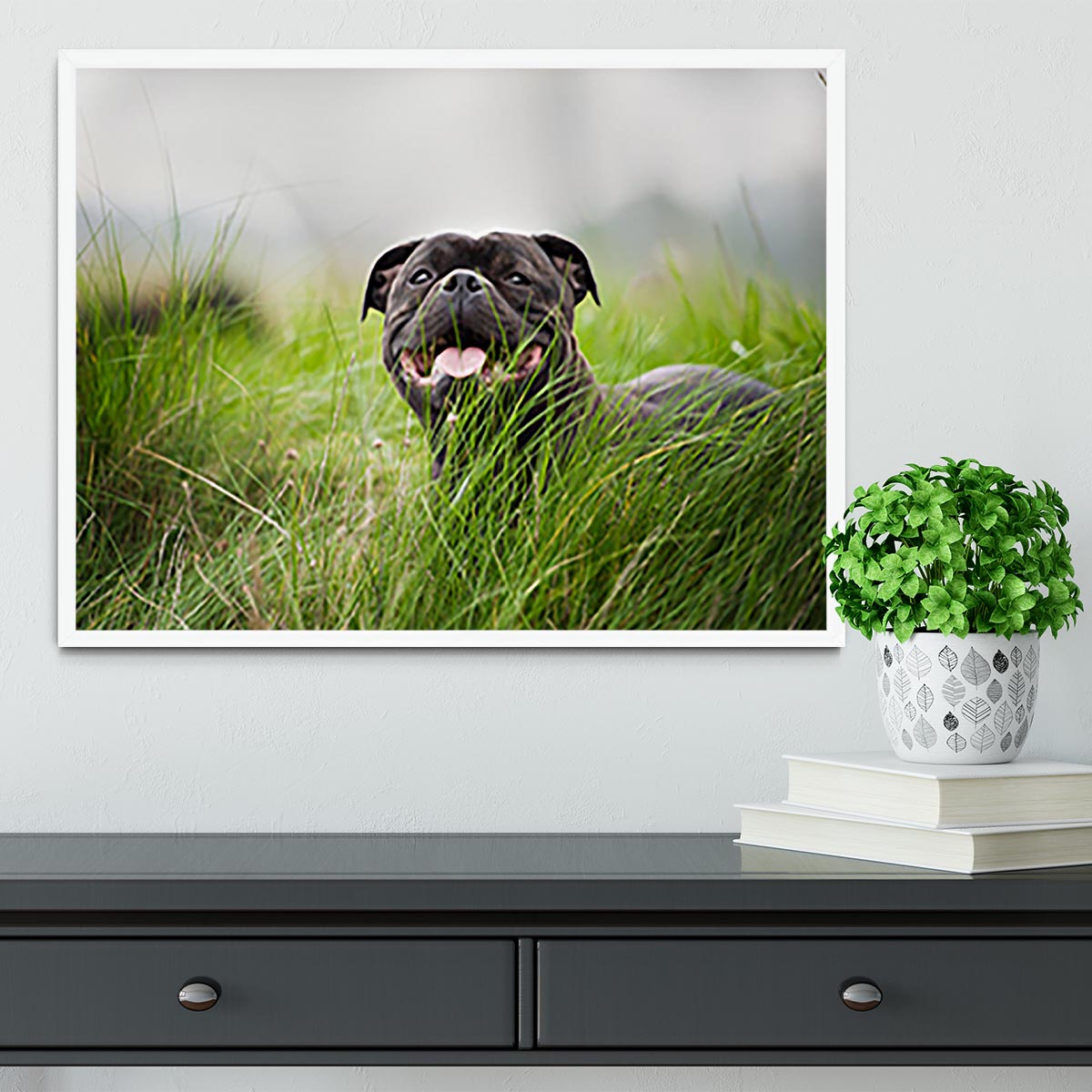 Close-up portrait of black staffordshire bull terrier Framed Print - Canvas Art Rocks -6