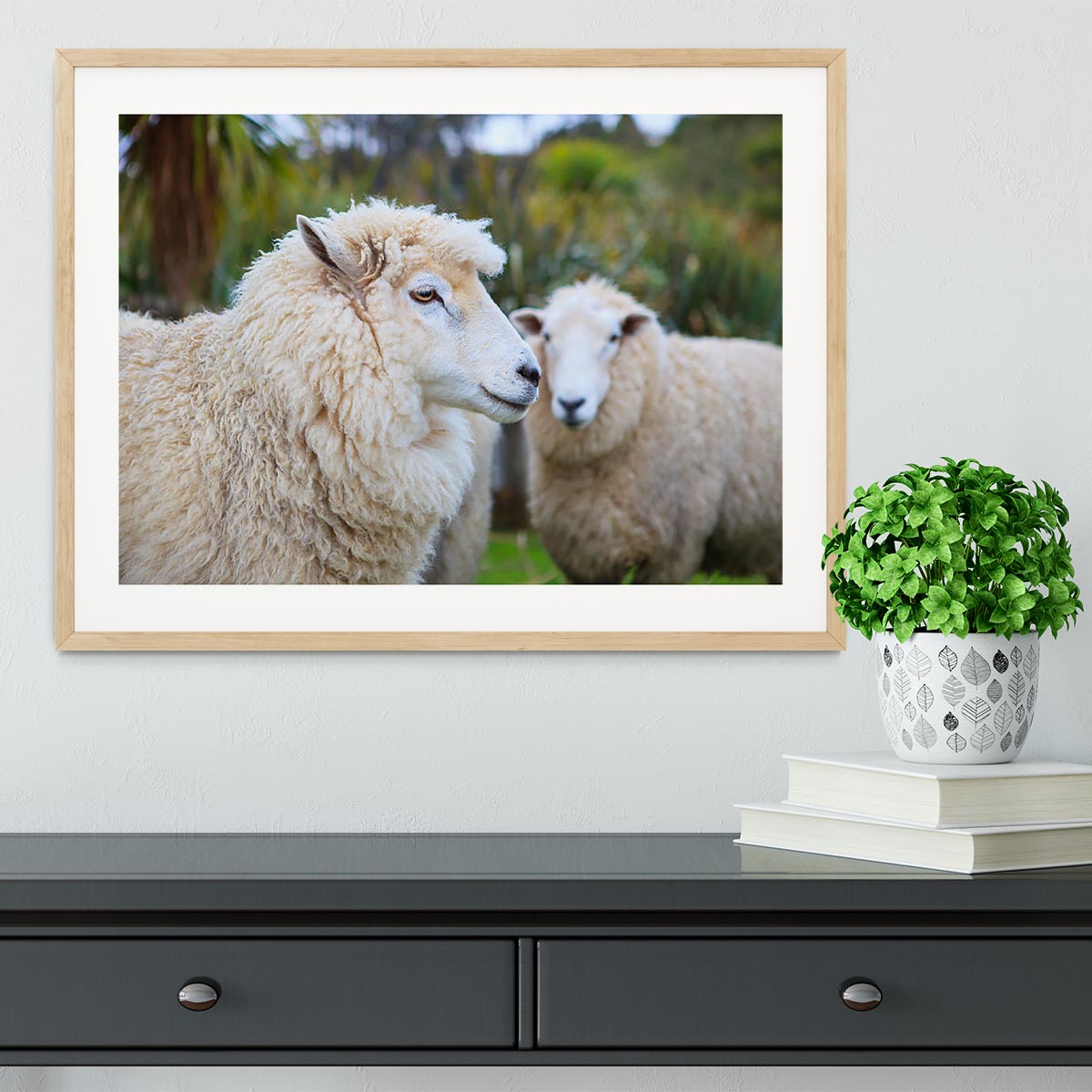 Close up face of new zealand merino sheep Framed Print - Canvas Art Rocks - 3