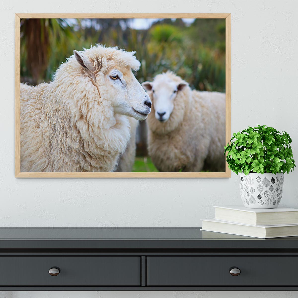 Close up face of new zealand merino sheep Framed Print - Canvas Art Rocks - 4