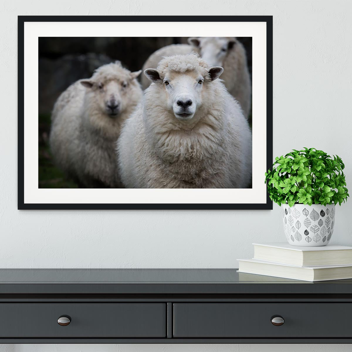Close up face of new zealand merino sheep in farm Framed Print - Canvas Art Rocks - 1