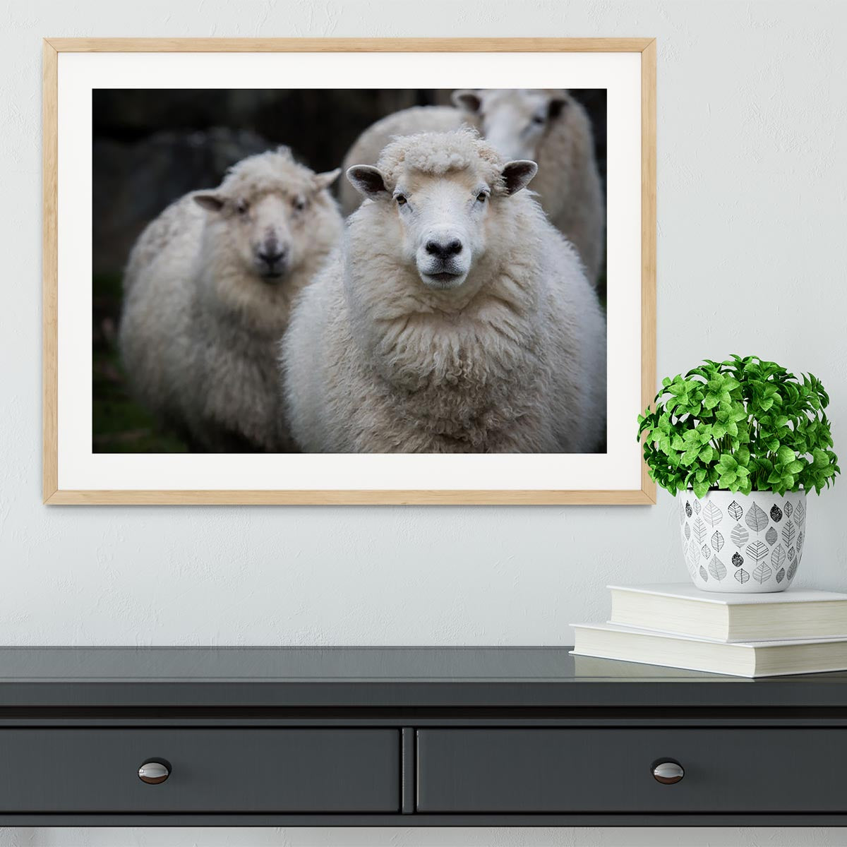 Close up face of new zealand merino sheep in farm Framed Print - Canvas Art Rocks - 3