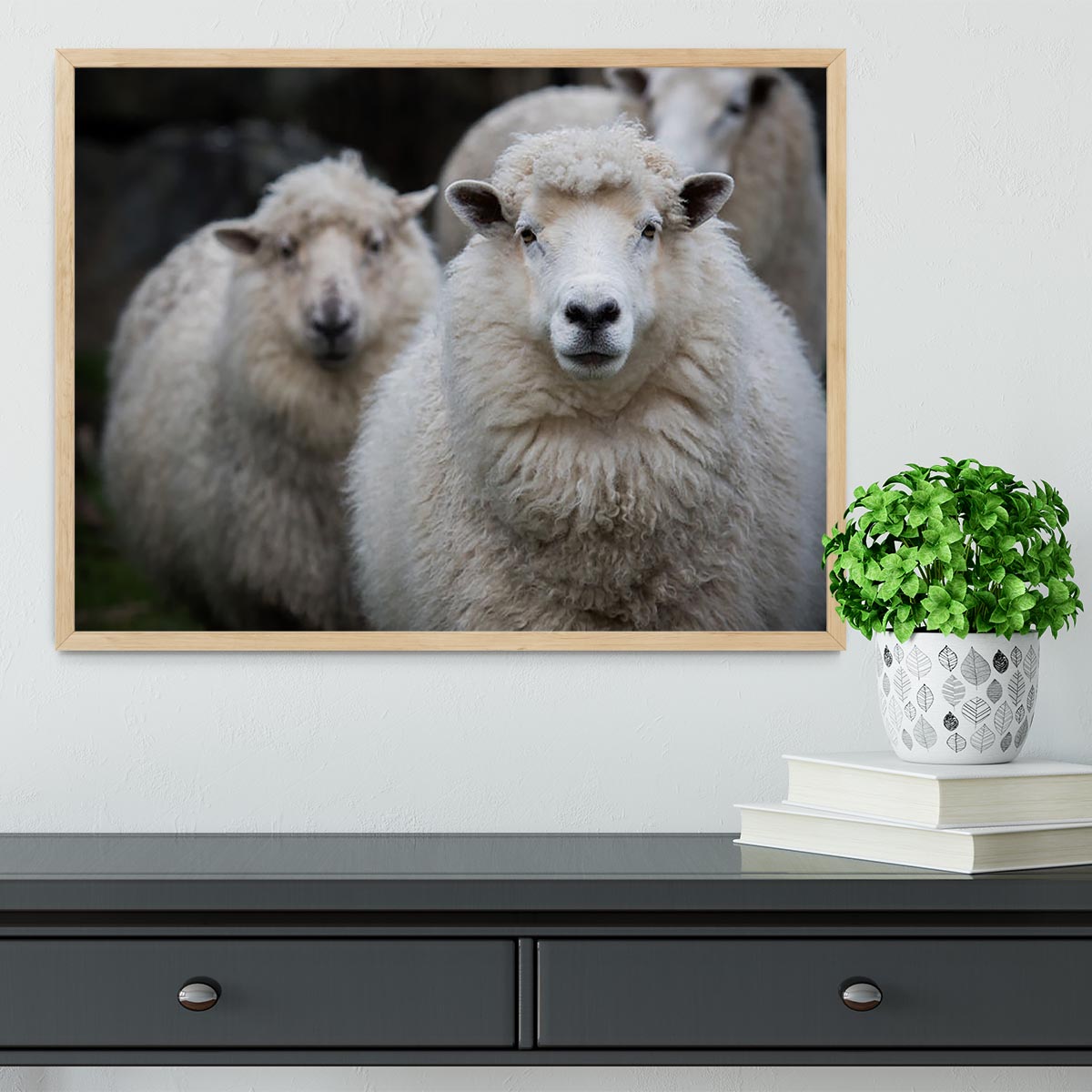 Close up face of new zealand merino sheep in farm Framed Print - Canvas Art Rocks - 4