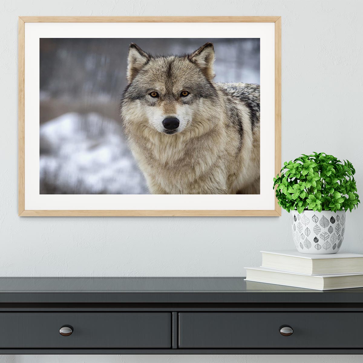 Close up head and shoulders image of a Timber Wolf Framed Print - Canvas Art Rocks - 3