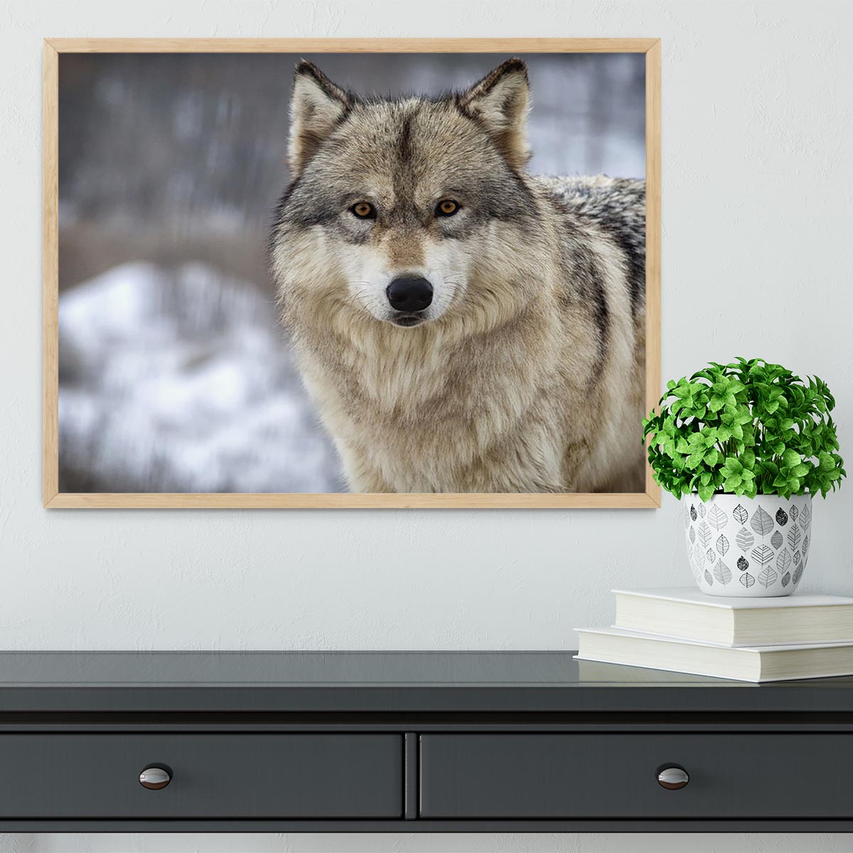 Close up head and shoulders image of a Timber Wolf Framed Print - Canvas Art Rocks - 4