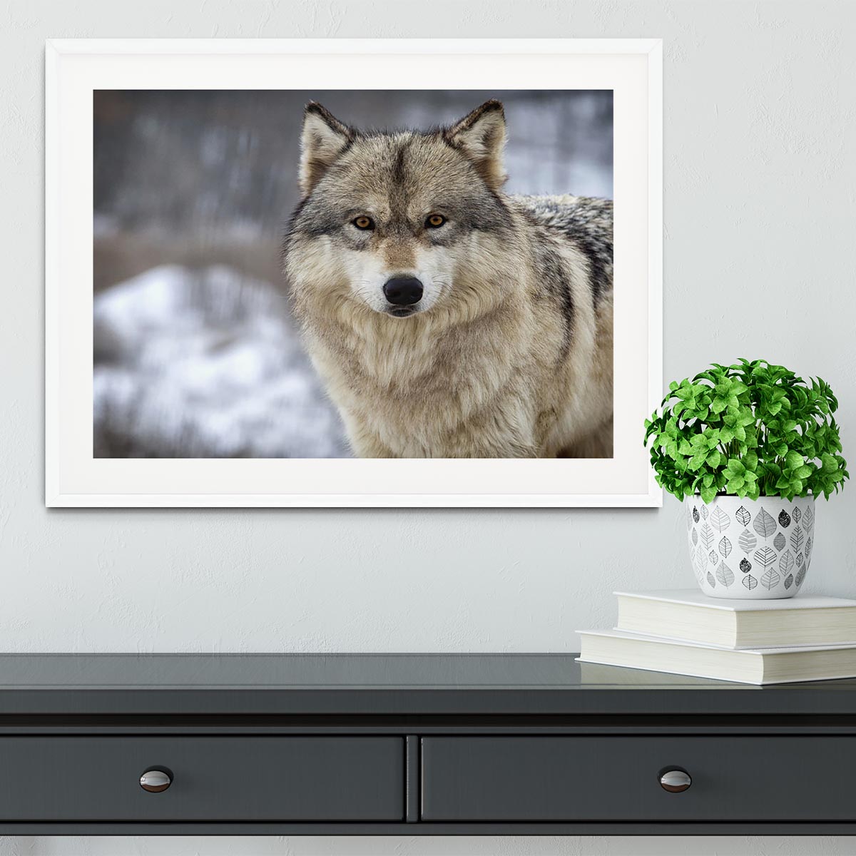 Close up head and shoulders image of a Timber Wolf Framed Print - Canvas Art Rocks - 5