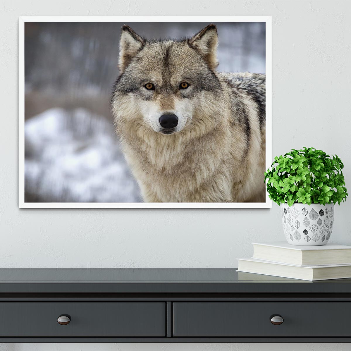 Close up head and shoulders image of a Timber Wolf Framed Print - Canvas Art Rocks -6