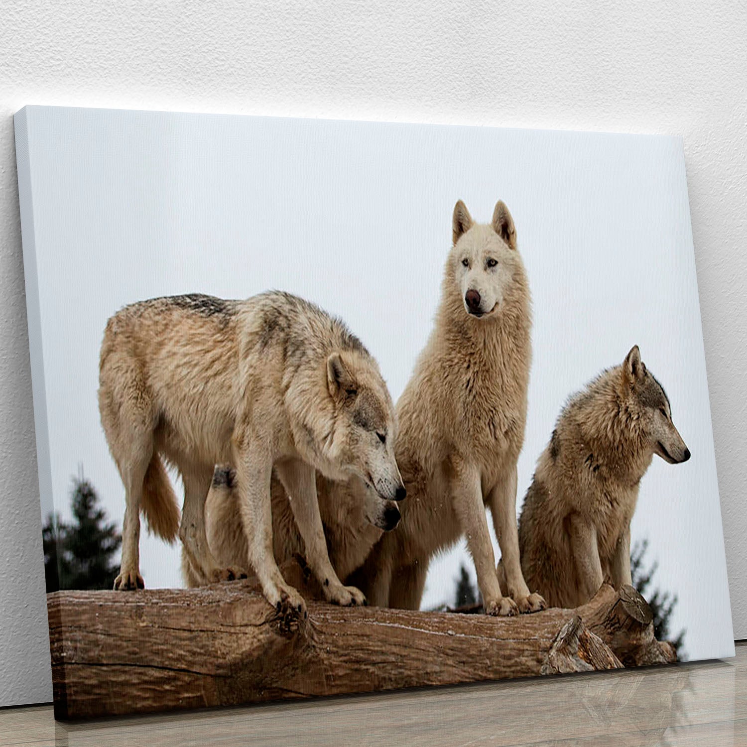 Close up image of a grey wolf pack Canvas Print or Poster - Canvas Art Rocks - 1