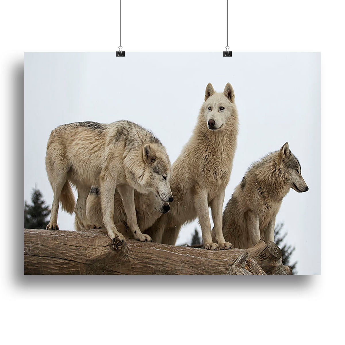 Close up image of a grey wolf pack Canvas Print or Poster - Canvas Art Rocks - 2