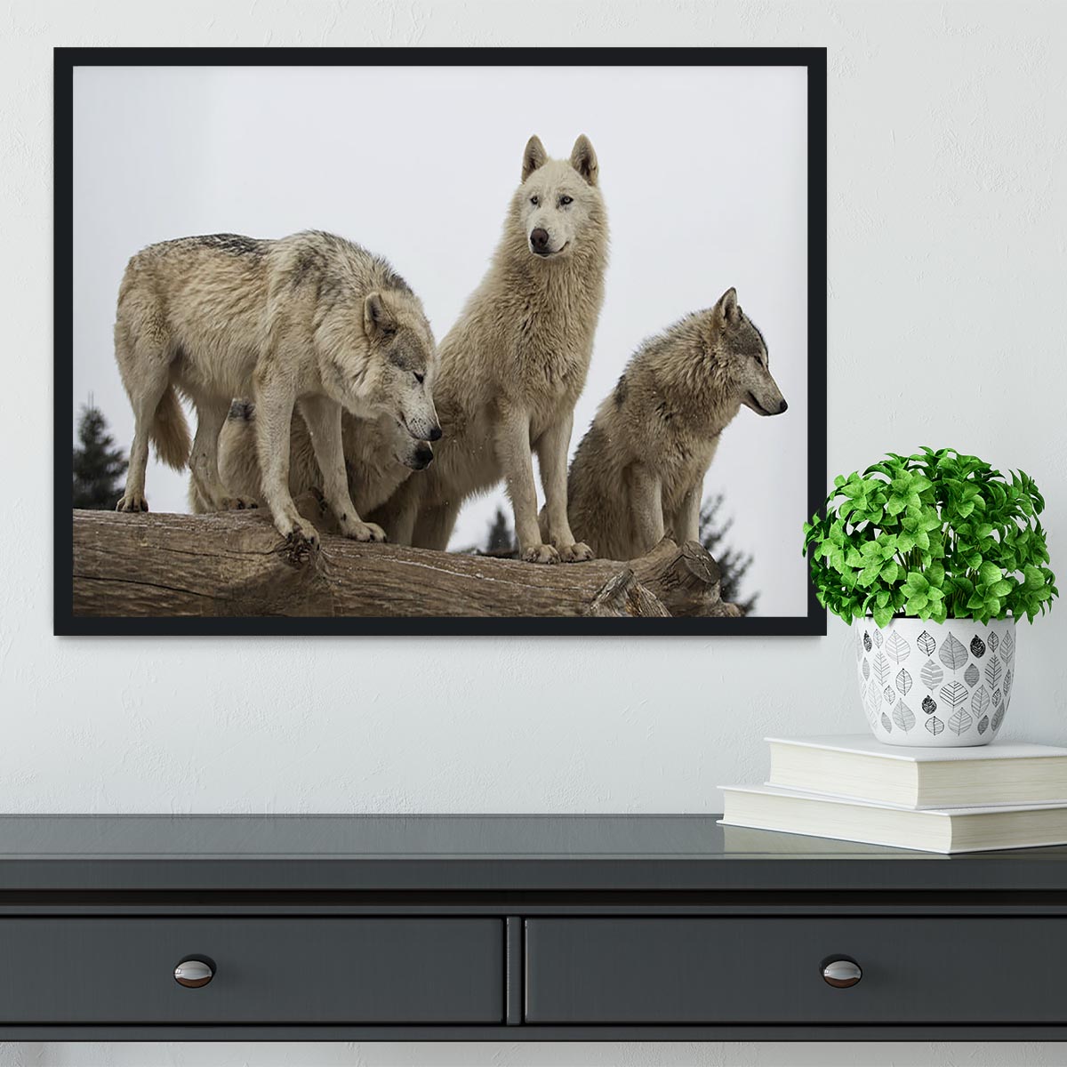 Close up image of a grey wolf pack Framed Print - Canvas Art Rocks - 2