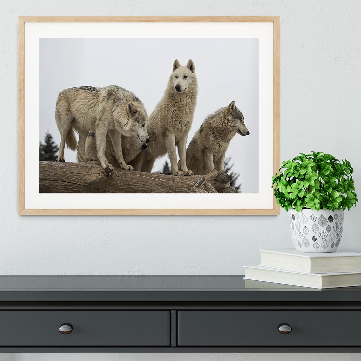 Close up image of a grey wolf pack Framed Print - Canvas Art Rocks - 3