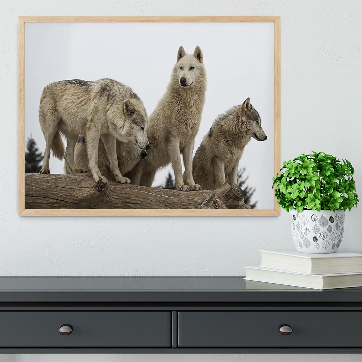 Close up image of a grey wolf pack Framed Print - Canvas Art Rocks - 4