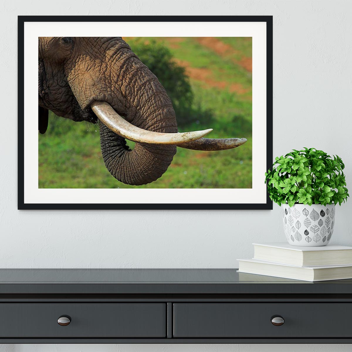 Close up of an African Elephants tusks Framed Print - Canvas Art Rocks - 1