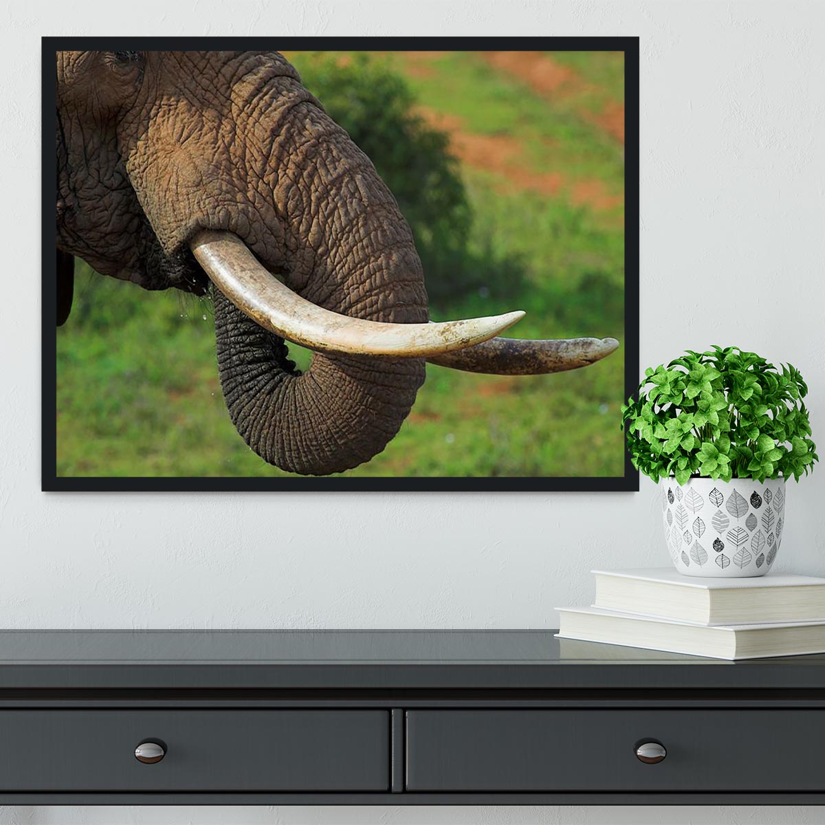 Close up of an African Elephants tusks Framed Print - Canvas Art Rocks - 2