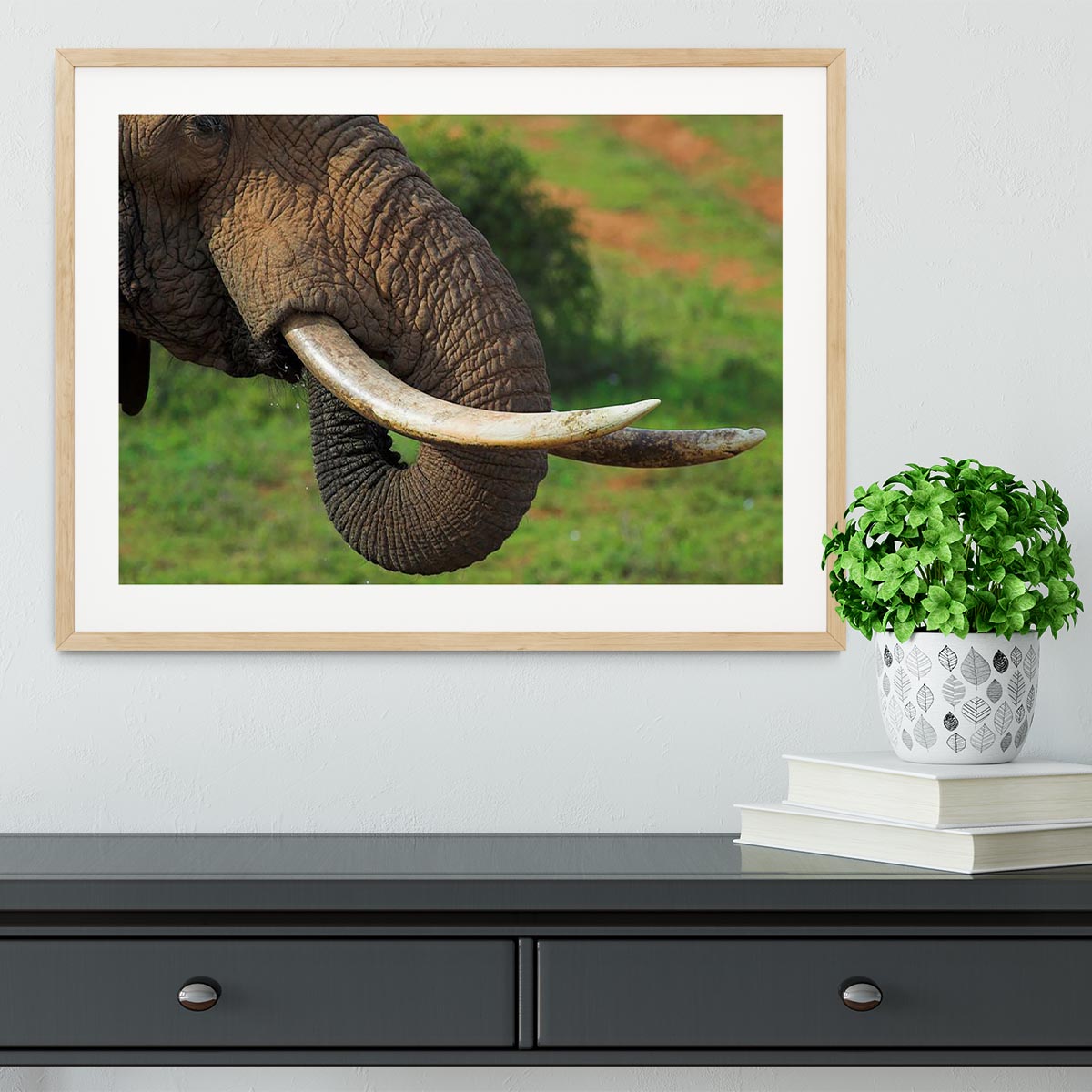 Close up of an African Elephants tusks Framed Print - Canvas Art Rocks - 3