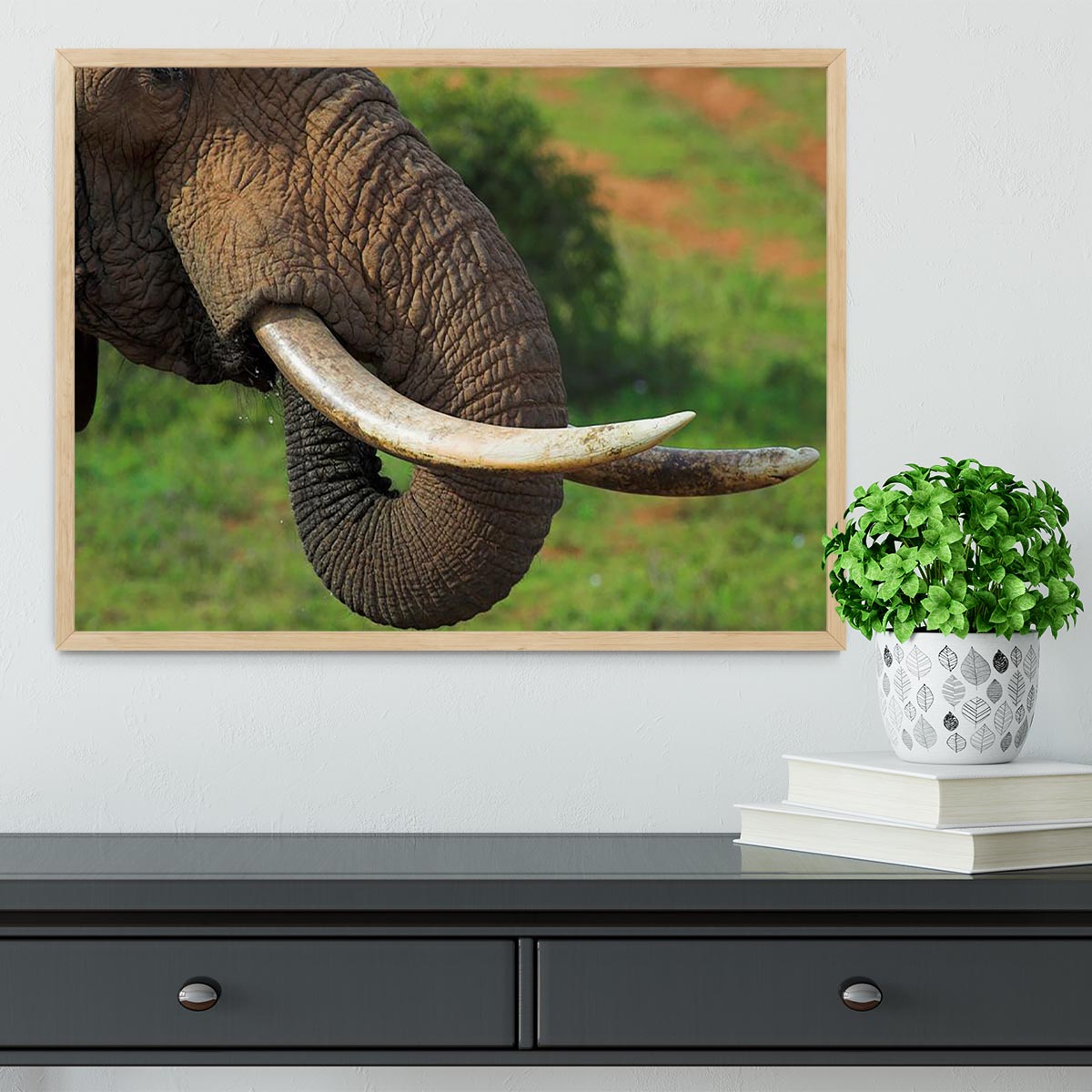 Close up of an African Elephants tusks Framed Print - Canvas Art Rocks - 4