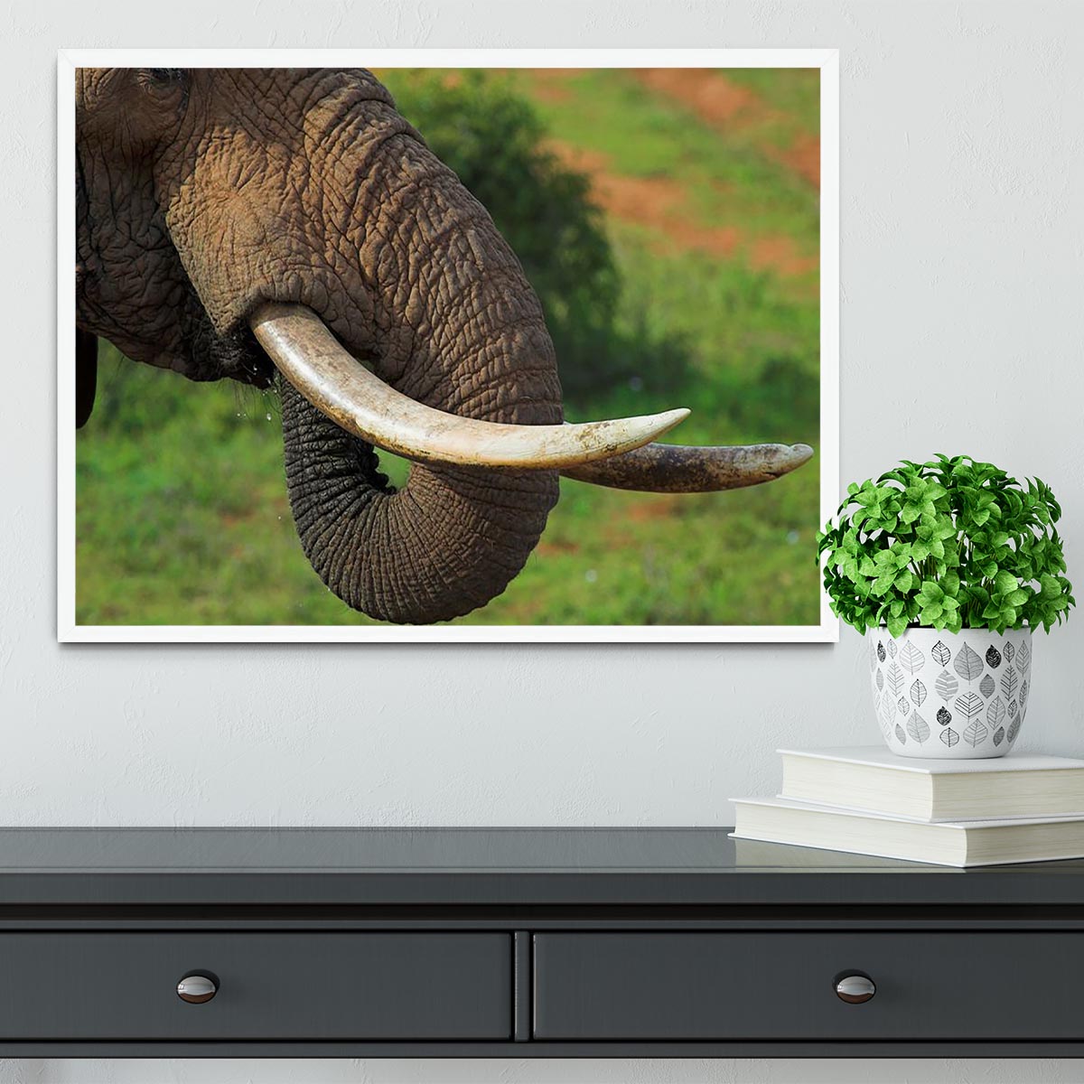 Close up of an African Elephants tusks Framed Print - Canvas Art Rocks -6
