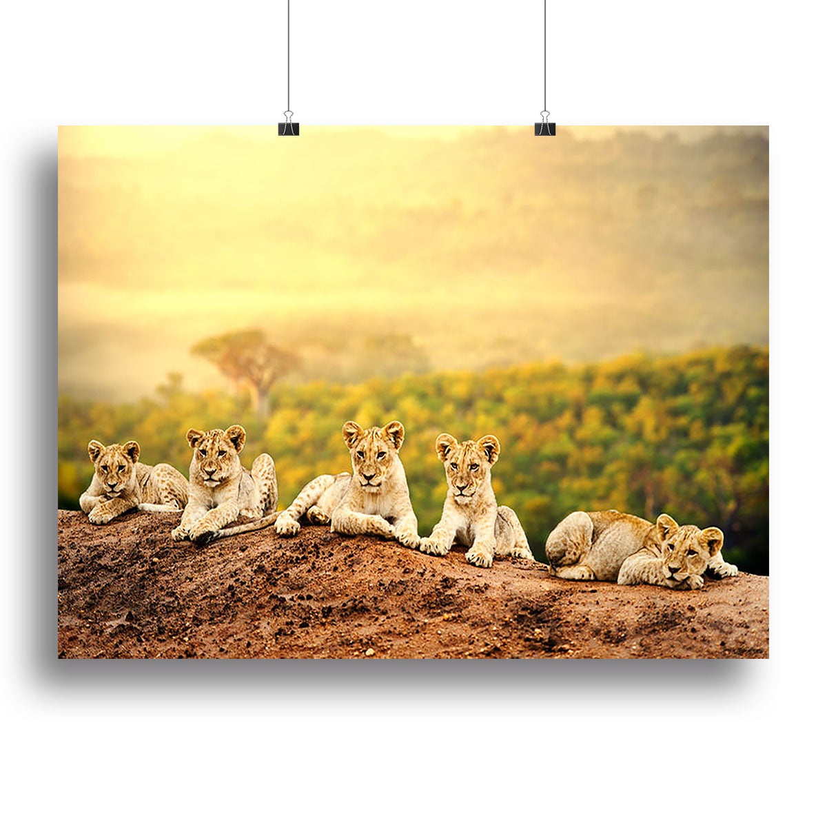 Close up of lion cubs laying together Canvas Print or Poster - Canvas Art Rocks - 2