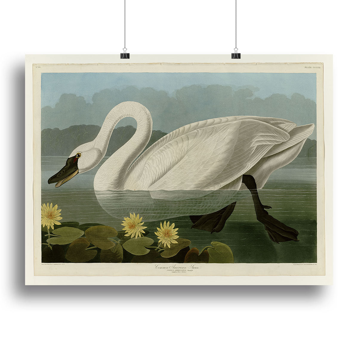 Common American Swan by Audubon Canvas Print or Poster - Canvas Art Rocks - 2