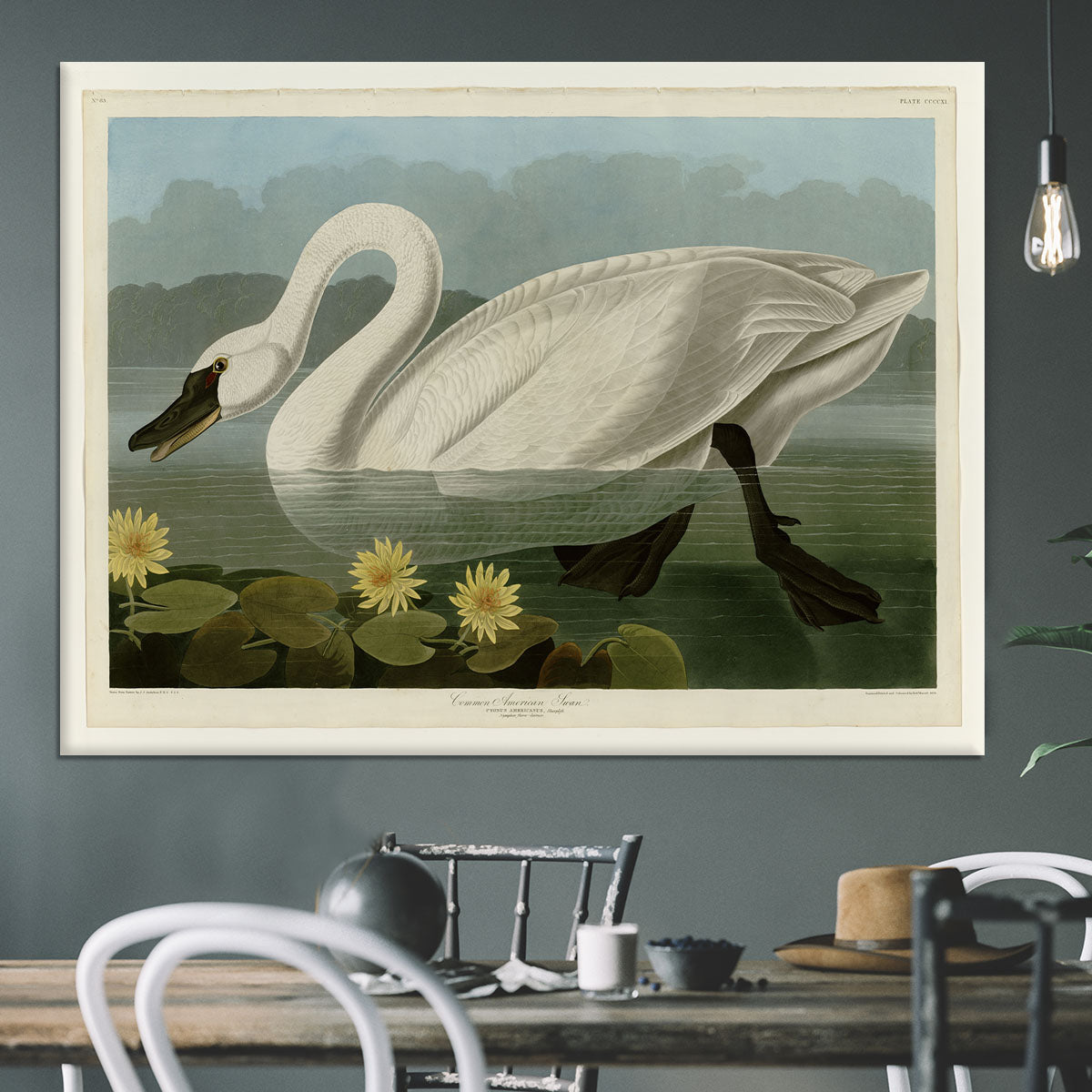 Common American Swan by Audubon Canvas Print or Poster - Canvas Art Rocks - 3