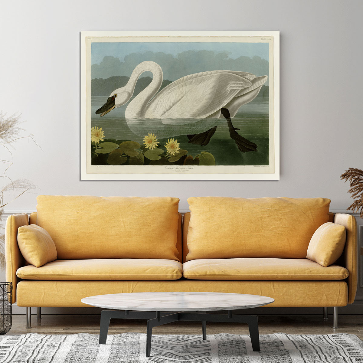Common American Swan by Audubon Canvas Print or Poster - Canvas Art Rocks - 4