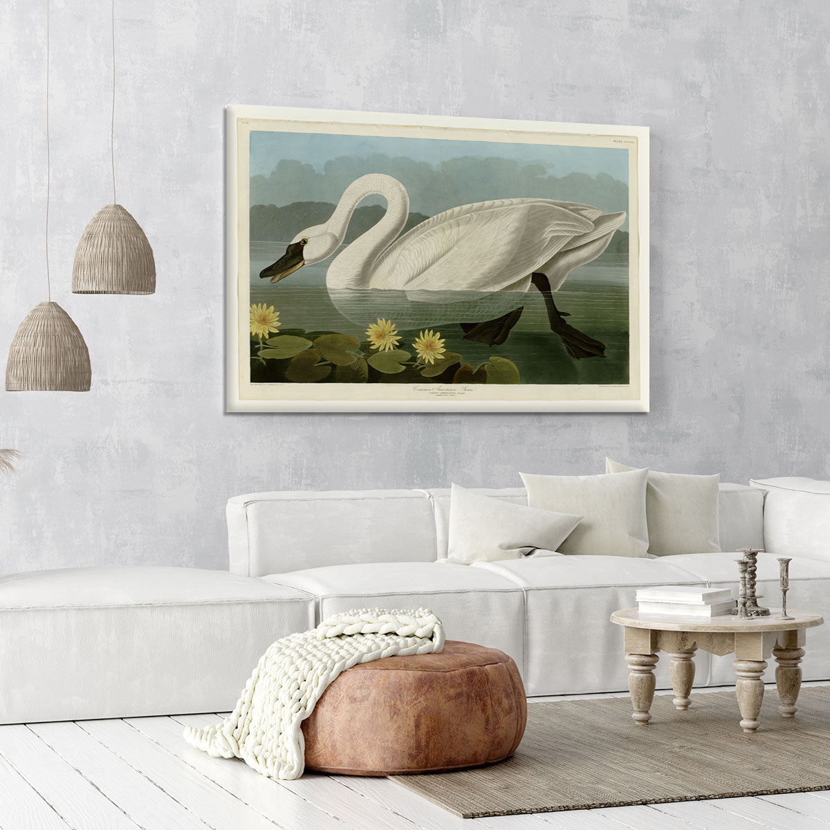 Common American Swan by Audubon Canvas Print or Poster - Canvas Art Rocks - 6