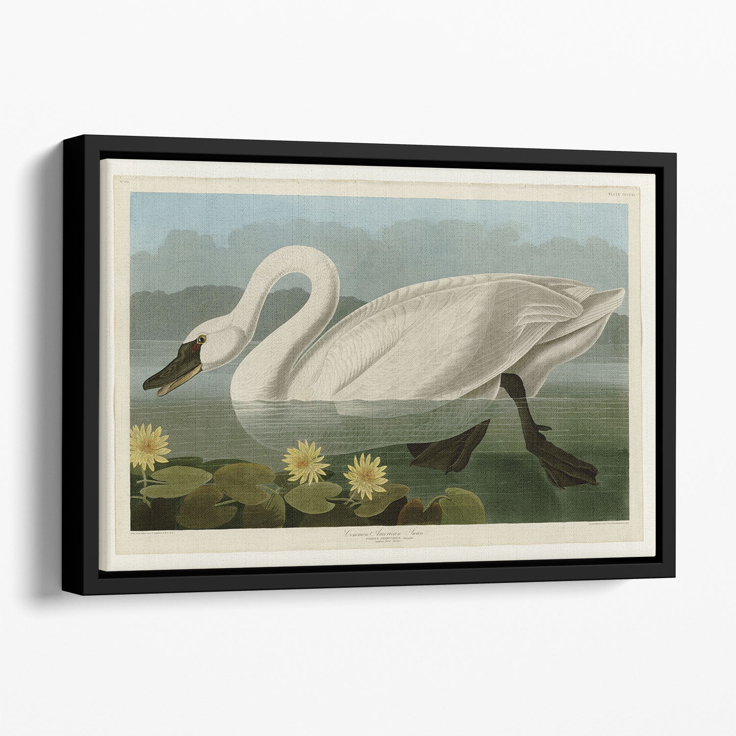 Common American Swan by Audubon Floating Framed Canvas