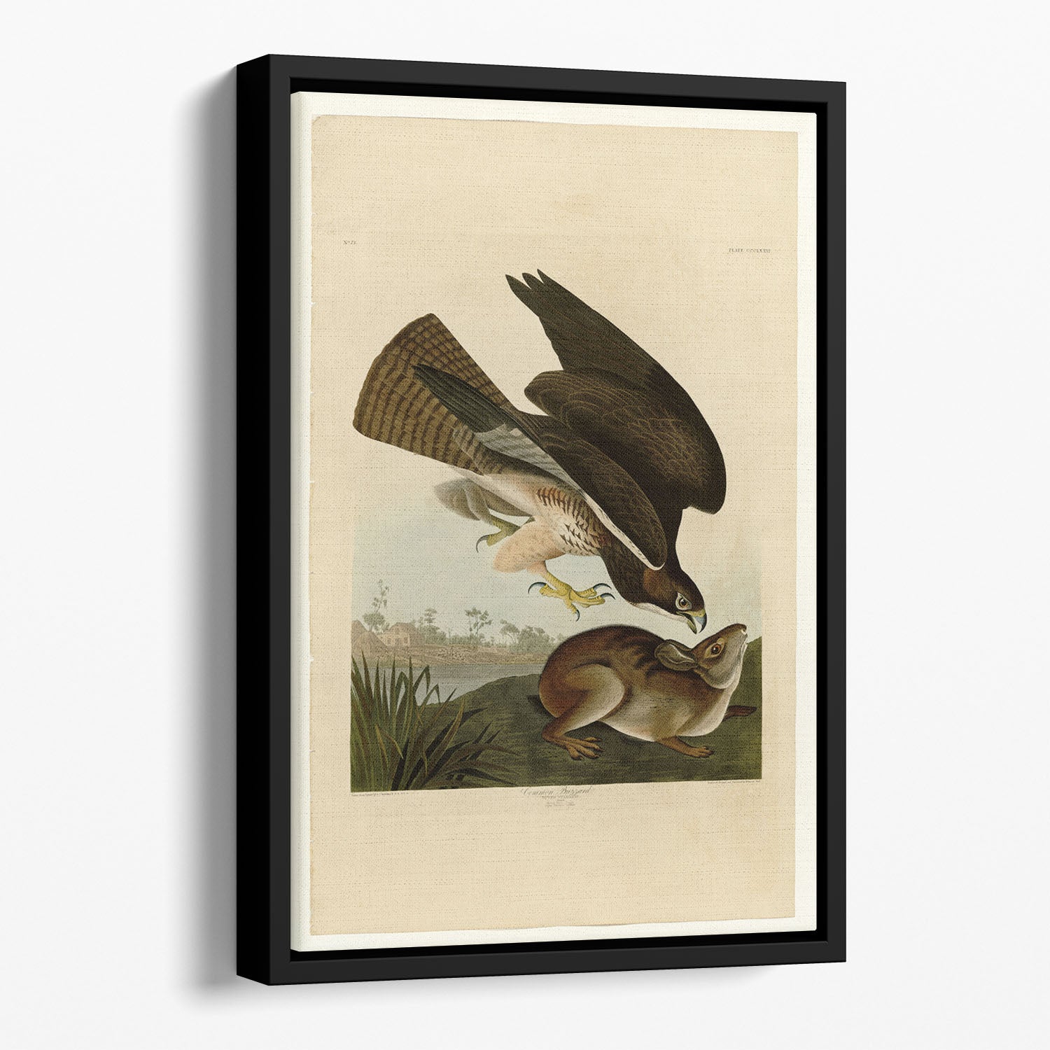 Common Buzzard by Audubon Floating Framed Canvas