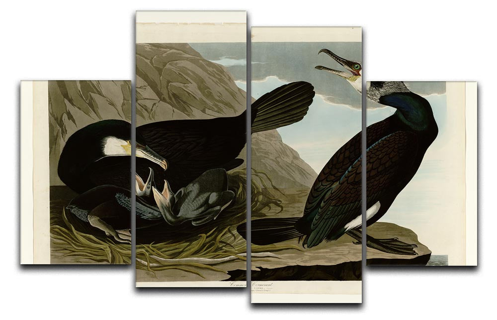 Common Cormorant by Audubon 4 Split Panel Canvas - Canvas Art Rocks - 1