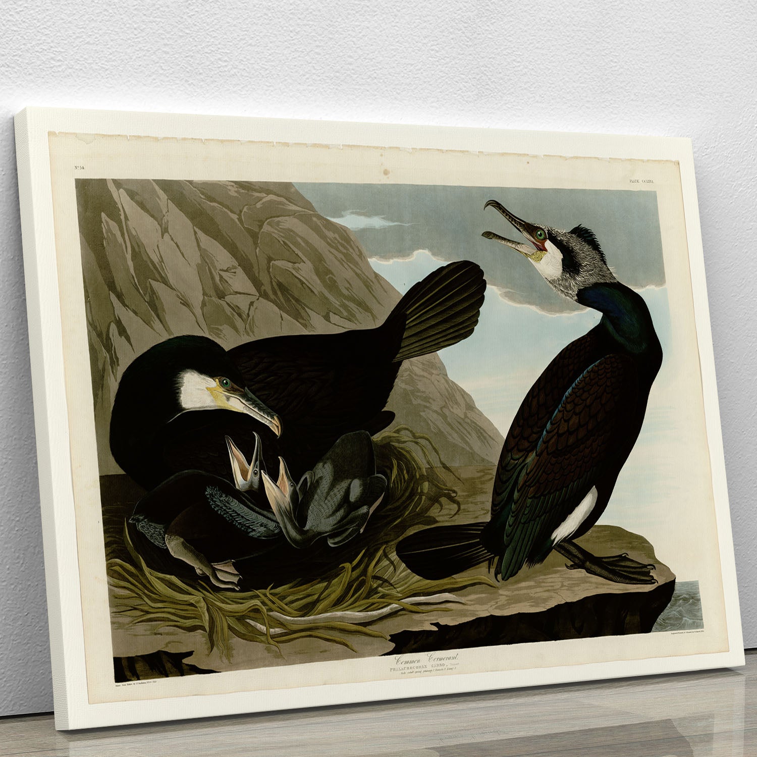 Common Cormorant by Audubon Canvas Print or Poster - Canvas Art Rocks - 1