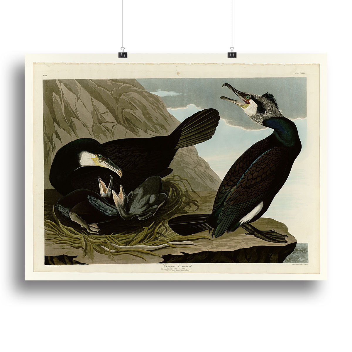 Common Cormorant by Audubon Canvas Print or Poster - Canvas Art Rocks - 2
