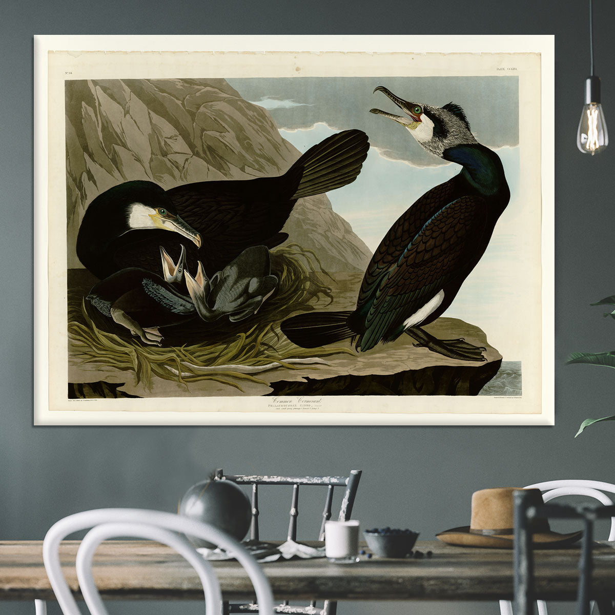 Common Cormorant by Audubon Canvas Print or Poster - Canvas Art Rocks - 3