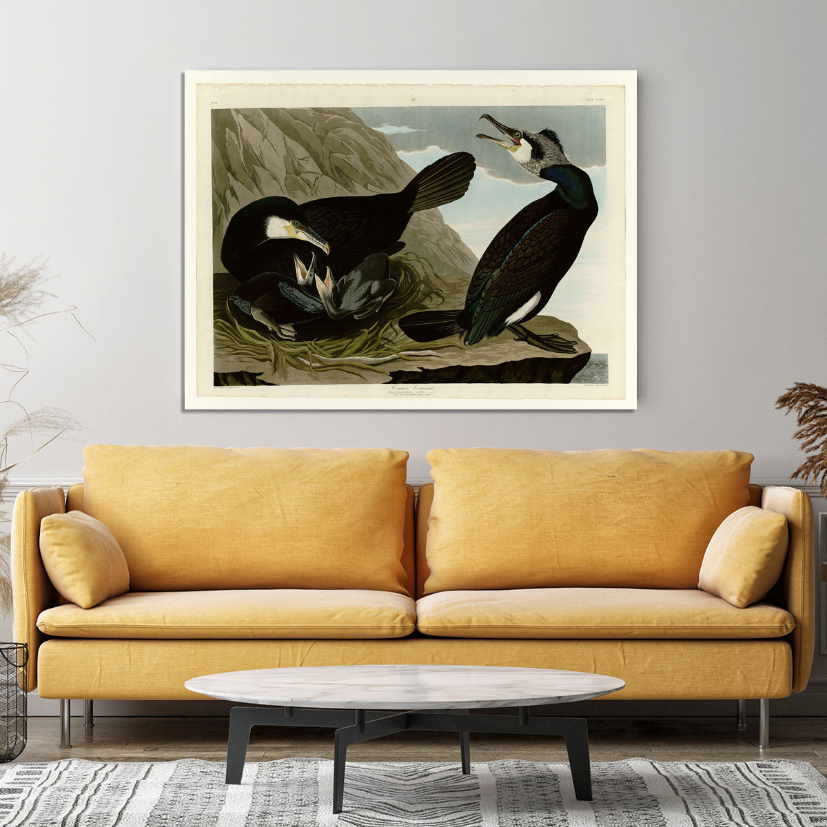 Common Cormorant by Audubon Canvas Print or Poster - Canvas Art Rocks - 4