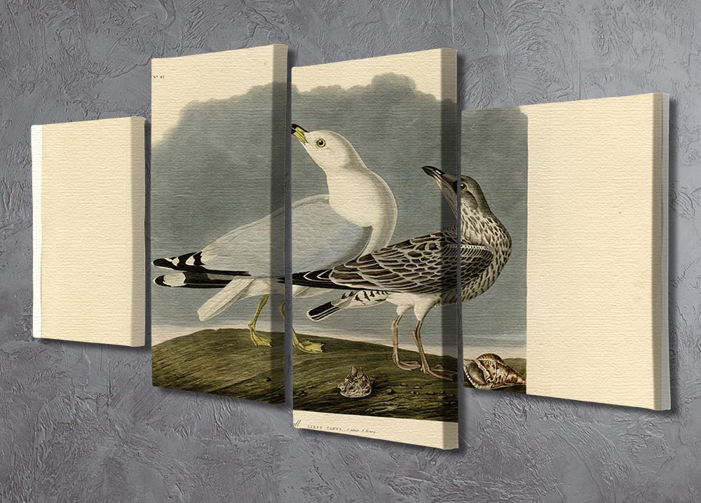 Common Gull by Audubon 4 Split Panel Canvas - Canvas Art Rocks - 2