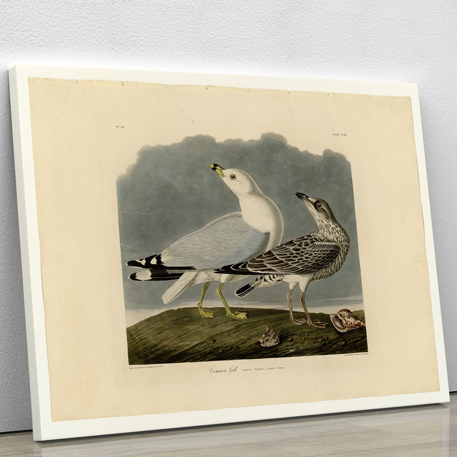 Common Gull by Audubon Canvas Print or Poster - Canvas Art Rocks - 1