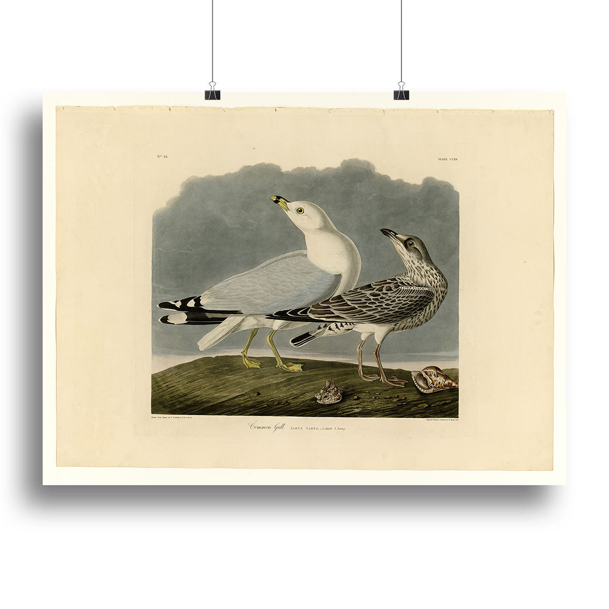 Common Gull by Audubon Canvas Print or Poster - Canvas Art Rocks - 2