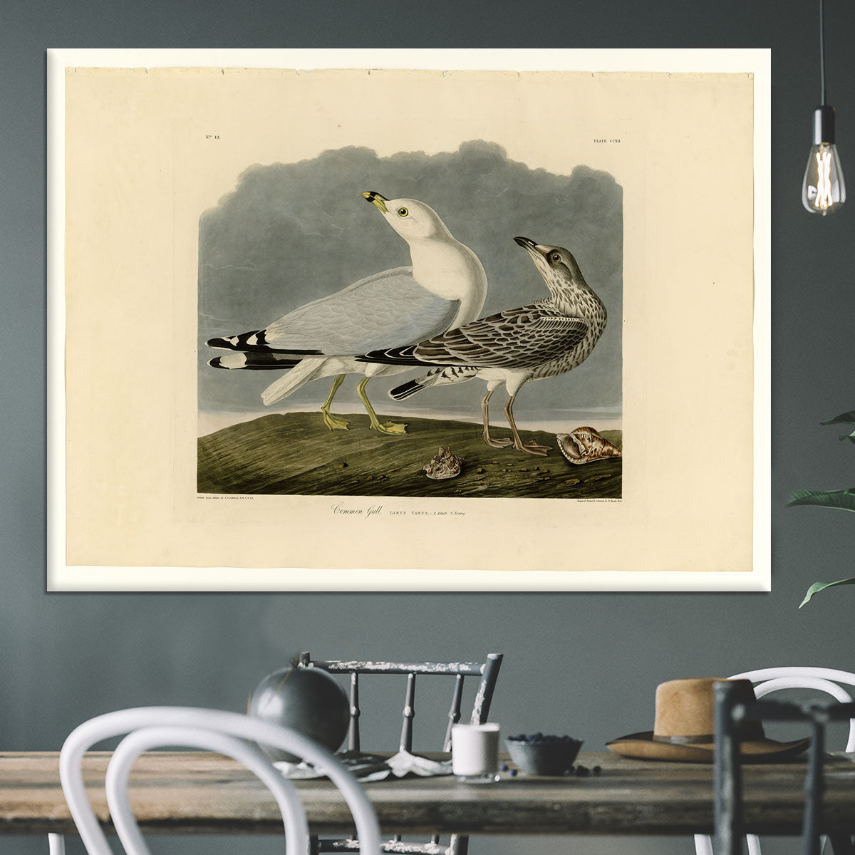 Common Gull by Audubon Canvas Print or Poster - Canvas Art Rocks - 3
