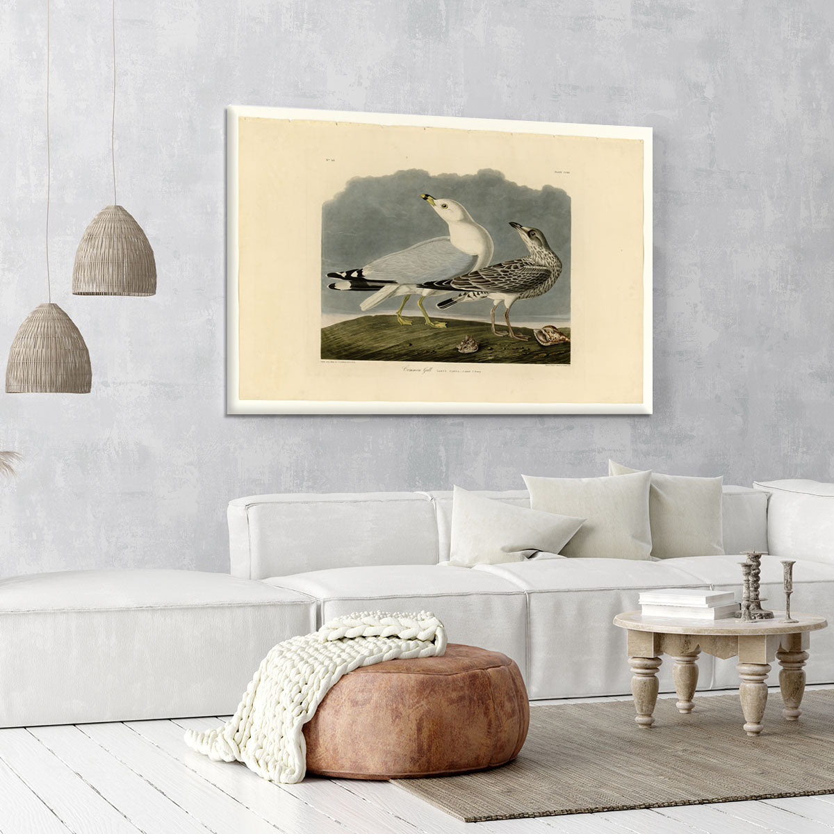 Common Gull by Audubon Canvas Print or Poster - Canvas Art Rocks - 6