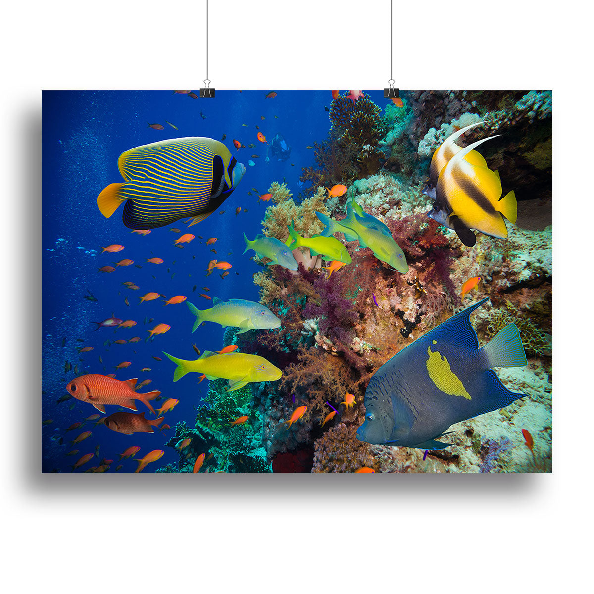 Coral Reef on Red Sea Canvas Print or Poster - Canvas Art Rocks - 2