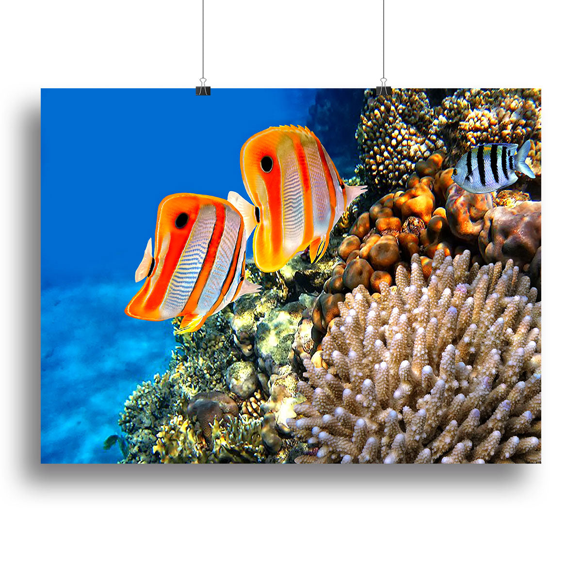 Coral reef and Copperband butterflyfish Canvas Print or Poster - Canvas Art Rocks - 2