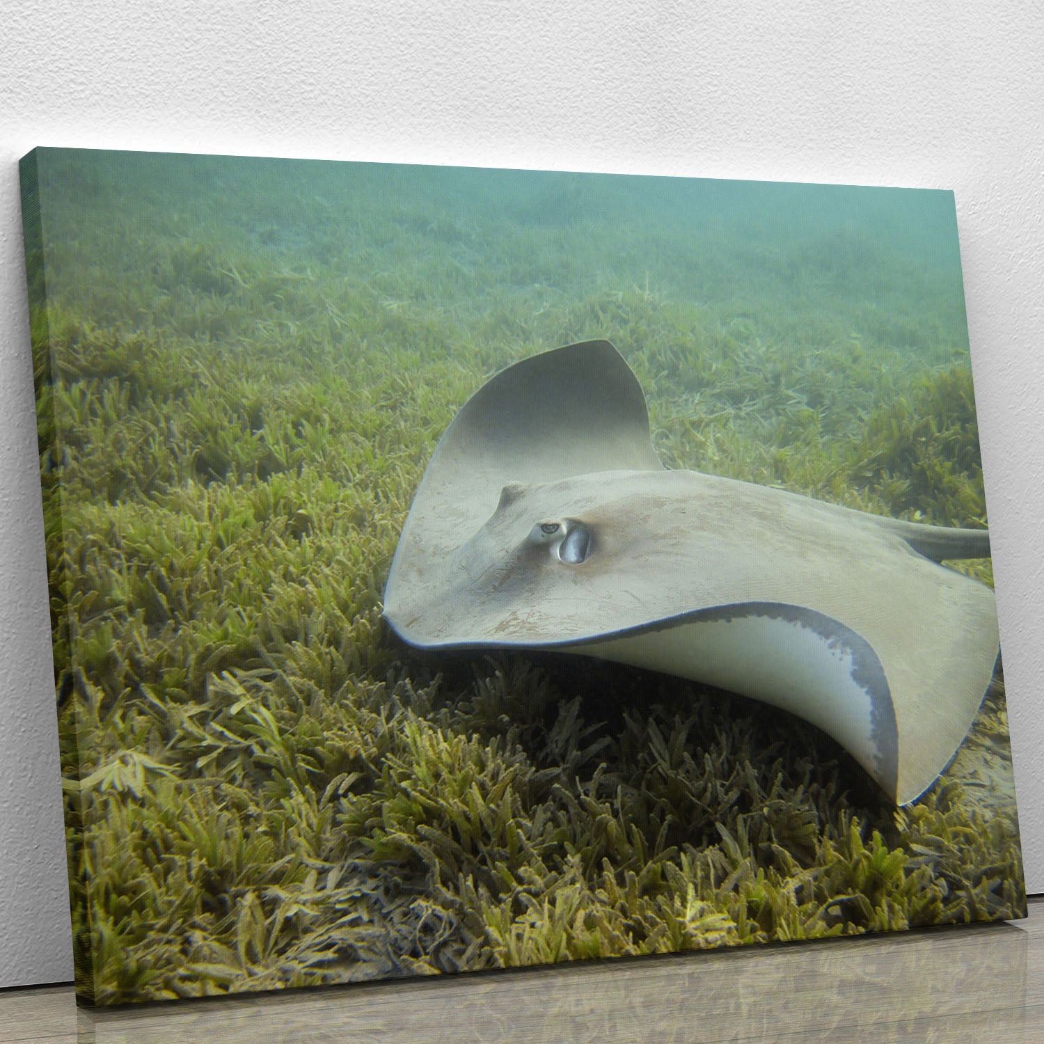 Darkspotted stingray Canvas Print or Poster - Canvas Art Rocks - 1