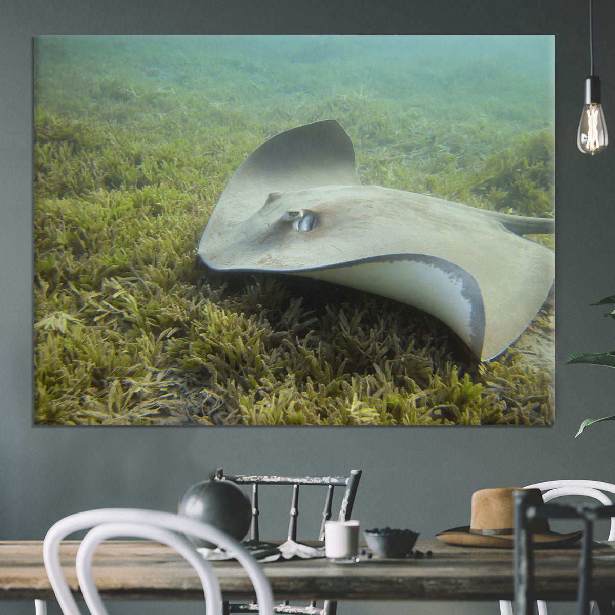 Darkspotted stingray Canvas Print or Poster - Canvas Art Rocks - 3