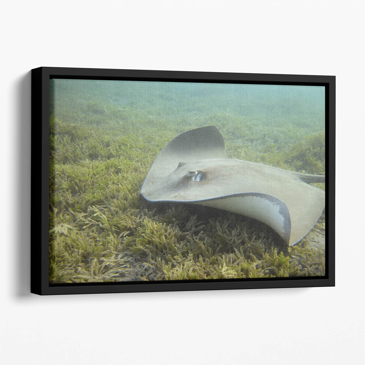 Darkspotted stingray Floating Framed Canvas