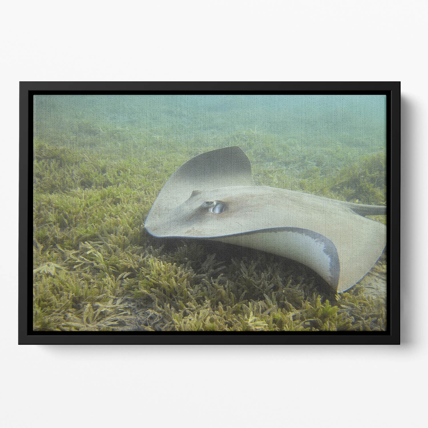 Darkspotted stingray Floating Framed Canvas