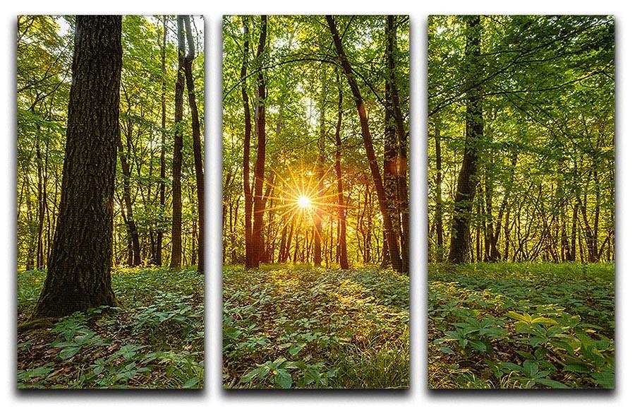 Dawn in the forest of Bavaria 3 Split Panel Canvas Print - Canvas Art Rocks - 1