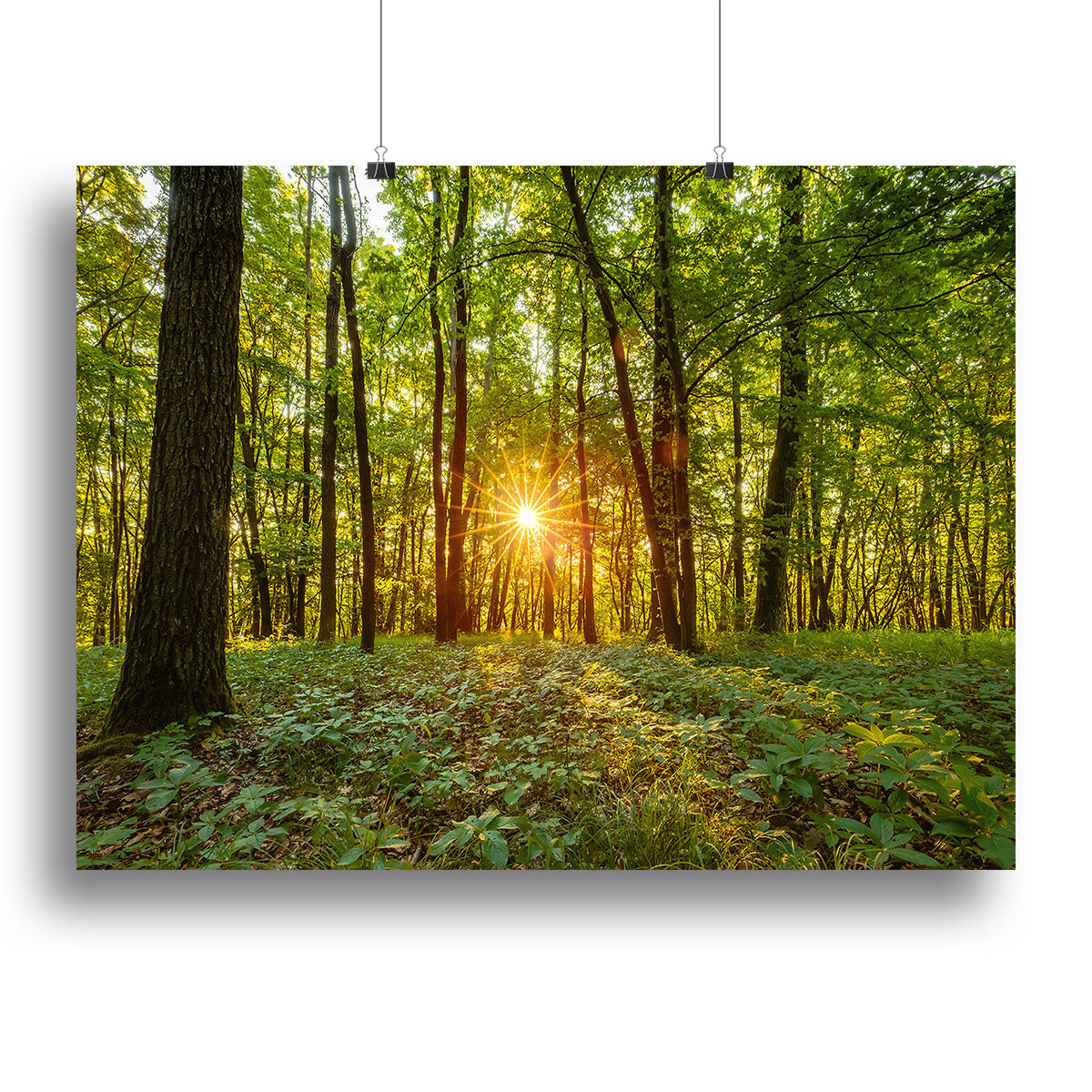 Dawn in the forest of Bavaria Canvas Print or Poster - Canvas Art Rocks - 2