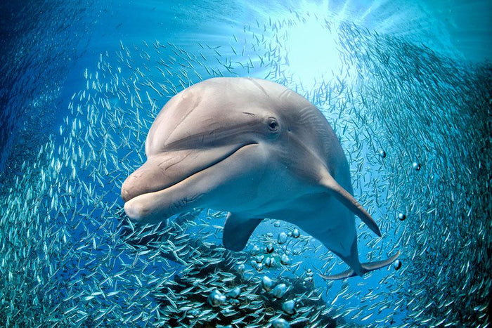 Dolphin underwater on ocean Wall Mural Wallpaper
