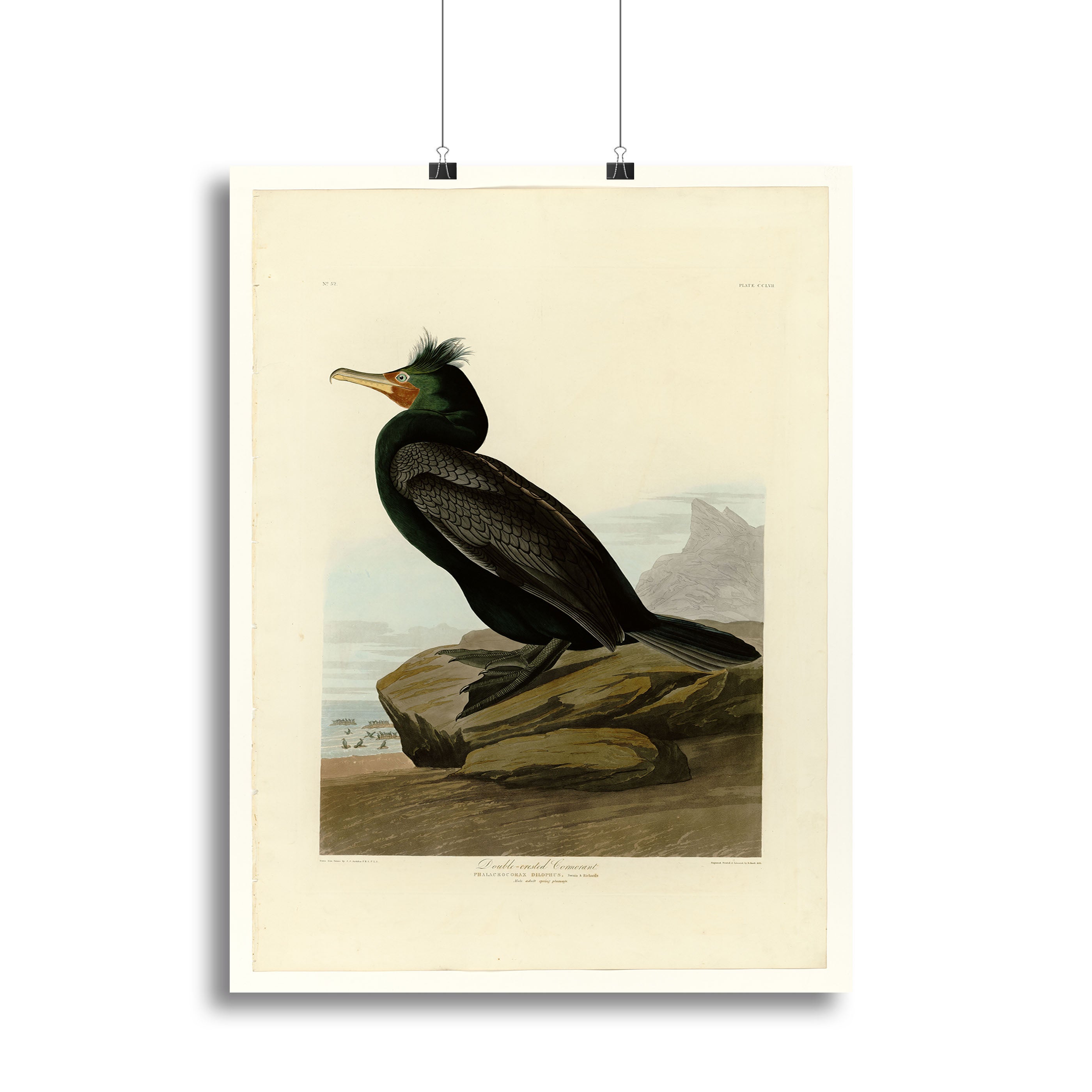 Double crested Cormorant by Audubon Canvas Print or Poster - Canvas Art Rocks - 2
