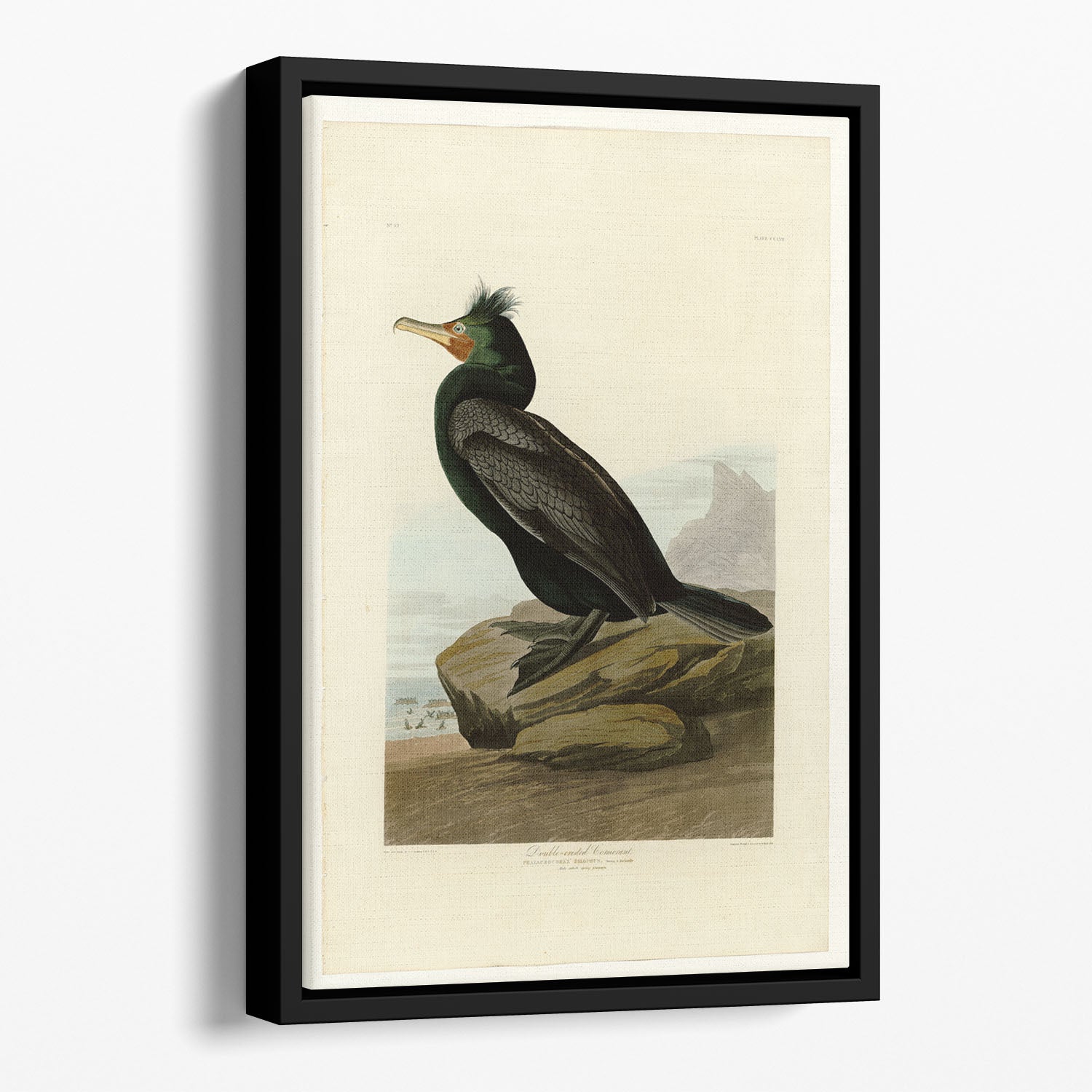 Double crested Cormorant by Audubon Floating Framed Canvas