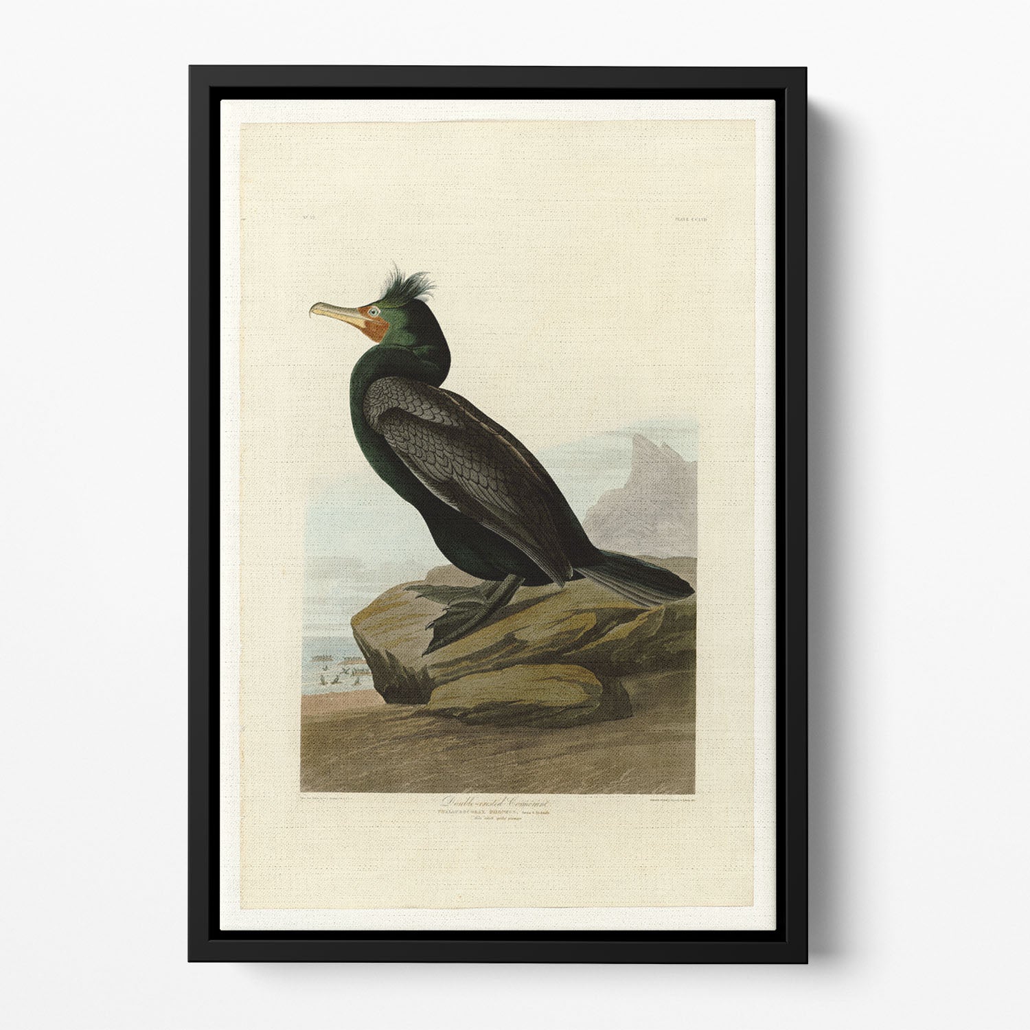 Double crested Cormorant by Audubon Floating Framed Canvas