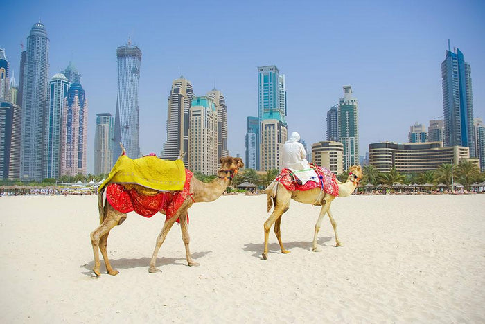Dubai Camel on the town scape backround Wall Mural Wallpaper